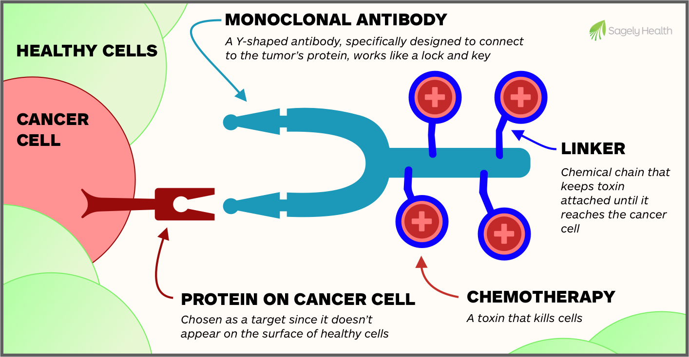 Diagram of an antibody-drug conjugate: a monoclonal antibody joined by a chemical linker to a chemotherapy toxin
